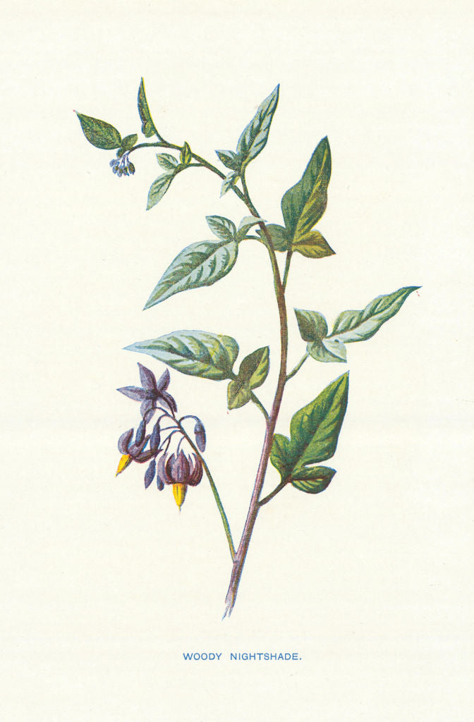 Bitter sweet or Woody Nightshade. Wild Flowers by Frederick Edward Hulme c1895
